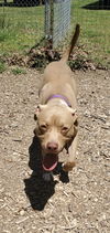 Shack aka Shaq: at the shelter
