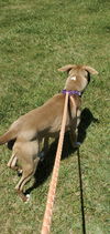 Shack aka Shaq: at the shelter
