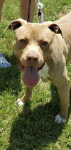 Shack aka Shaq: at the shelter