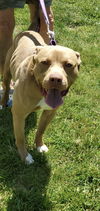 Shack aka Shaq: at the shelter