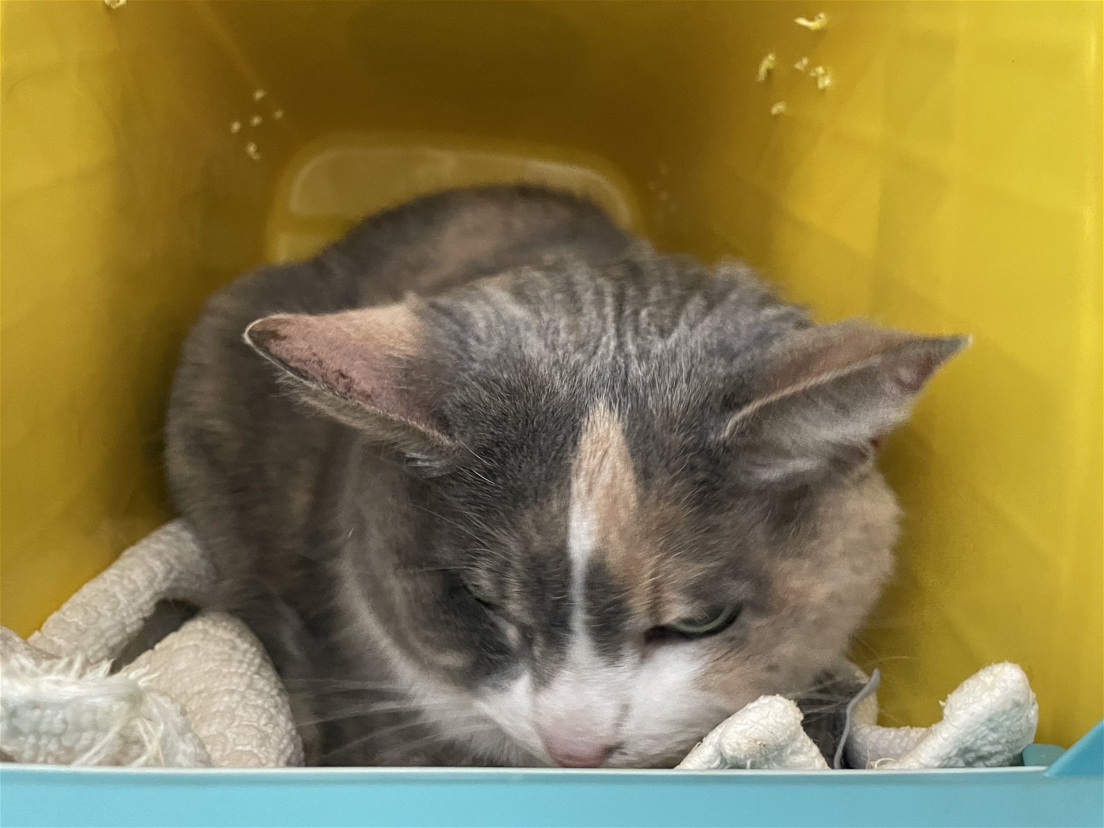 adoptable Cat in Rustburg, VA named Trixie: Not at the shelter