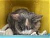 adoptable Cat in rustburg, VA named Trixie: Not at the shelter