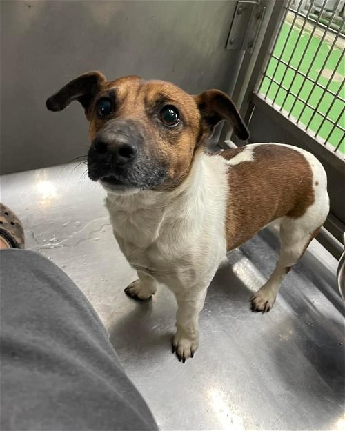 Jack - At shelter available 3/27