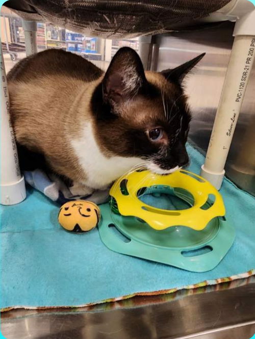 Rajah - Visit at Lynchburg PetSmart