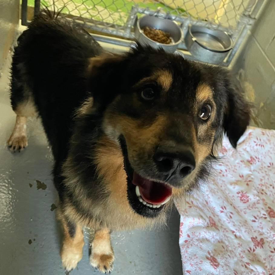 Dog for Adoption Taco At the shelter, a Australian Shepherd in