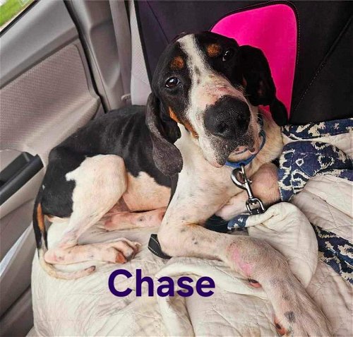 Chase:  at the shelter