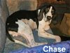 Chase: Not at the shelter