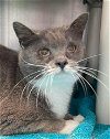 adoptable Cat in , VA named Island Girll: At shelter