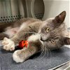 adoptable Cat in rustburg, VA named Island Girl: Visit at Petsmart in Lynchburg