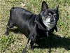 adoptable Dog in rustburg, VA named Little Bit: Not at the shelter
