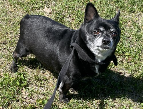 Tiny: Not at the shelter