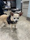Tiny: Not at the shelter