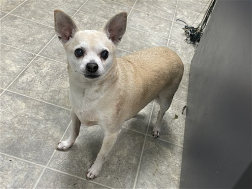 Tiny*: Not at the shelter