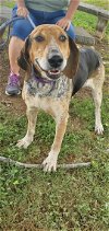 adoptable Dog in rustburg, VA named Venice: At  the shelter