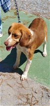 adoptable Dog in  named Sunny - At shelter available 4/27