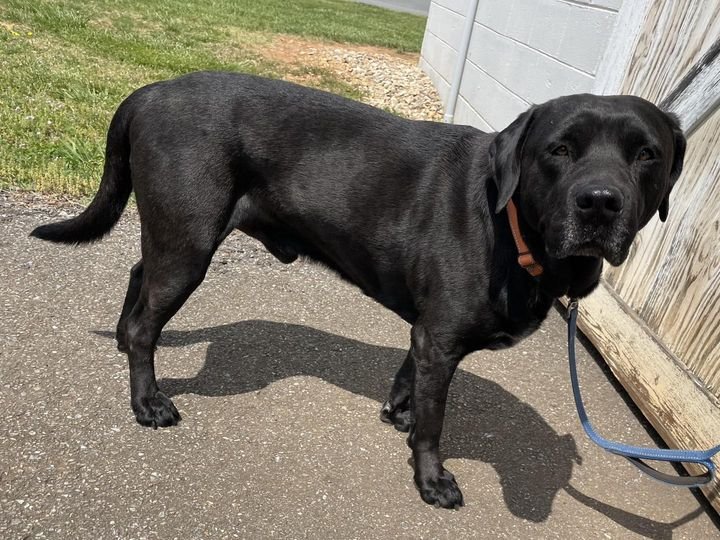 adoptable Dog in Rustburg, VA named Midnight: At shelter