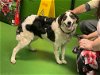 adoptable Dog in , VA named Jenny Rose: At shelter