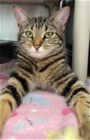 adoptable Cat in rustburg, VA named Hennessy: At shelter