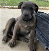 adoptable Dog in rustburg, VA named Grady: not at the shelter
