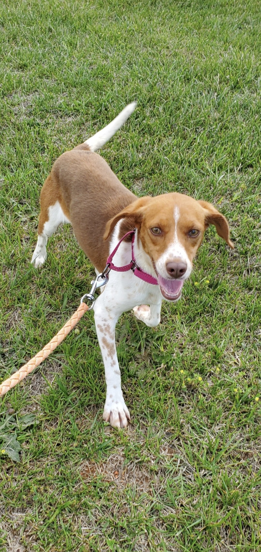 adoptable Dog in Rustburg, VA named JuneBug: At the shelter