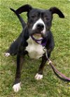 adoptable Dog in rustburg, VA named Sosa: At the shelter