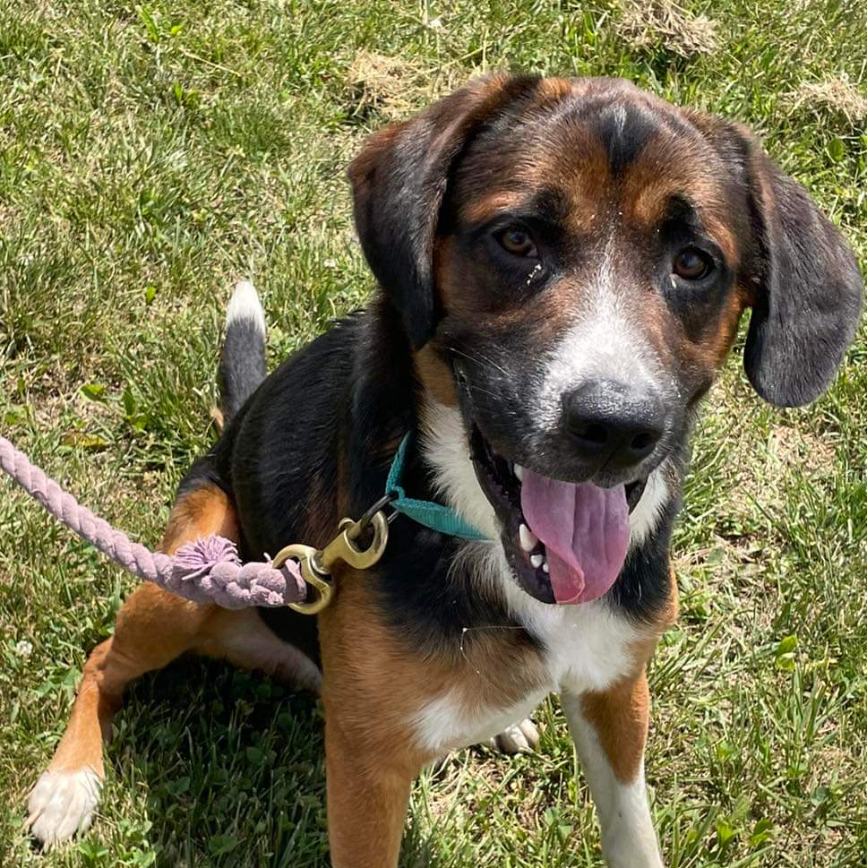 Dog adoption in Rustburg, VA 24588 Hound / Mixed (medium coat) Dog