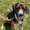adoptable Dog in  named Bernard - At shelter available 5/14