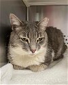 adoptable Cat in rustburg, VA named Luna - At shelter