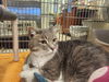 Luna: Visit At Lynchburg Petsmart