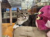 Luna: Visit At Lynchburg Petsmart