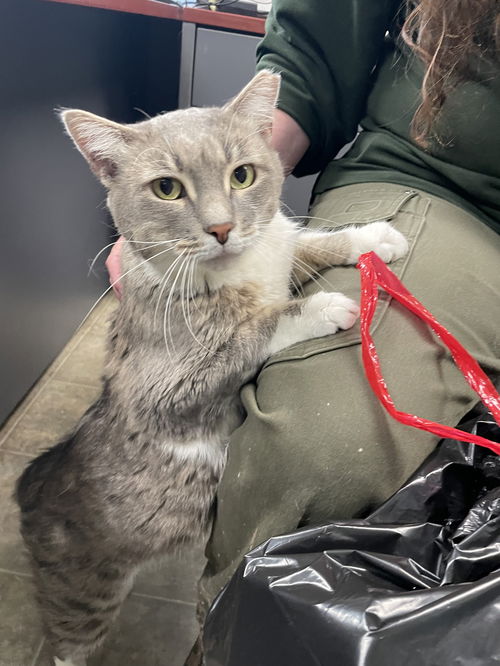 Luna: Visit At Lynchburg Petsmart