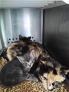 adoptable Cat in rustburg, VA named Nancy - At shelter