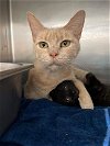 adoptable Cat in rustburg, VA named Quasar - At shelter