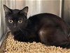 adoptable Cat in  named Storm: Not at the shelter