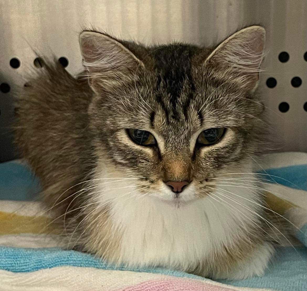 adoptable Cat in Rustburg, VA named Star:  Not at the shelter (Kendra)