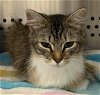 adoptable Cat in rustburg, VA named Star: at the shelter