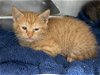 adoptable Cat in , VA named Goldie - At shelter