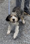 adoptable Dog in rustburg, VA named Maxie - At shelter available 5/19