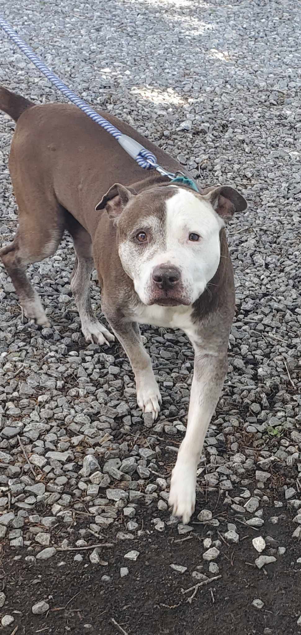 Dog adoption in Rustburg, VA 24588 Pit Bull Terrier (short coat) Dog