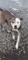 adoptable Dog in rustburg, VA named Scrappy - At shelter