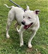 adoptable Dog in  named Mighty Whitey - At shelter