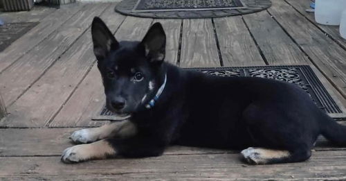 Toast: Not at the shelter