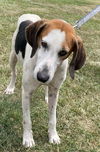 Snow White Hound. At shelter