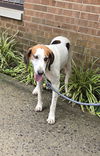 Snow White Hound. At shelter