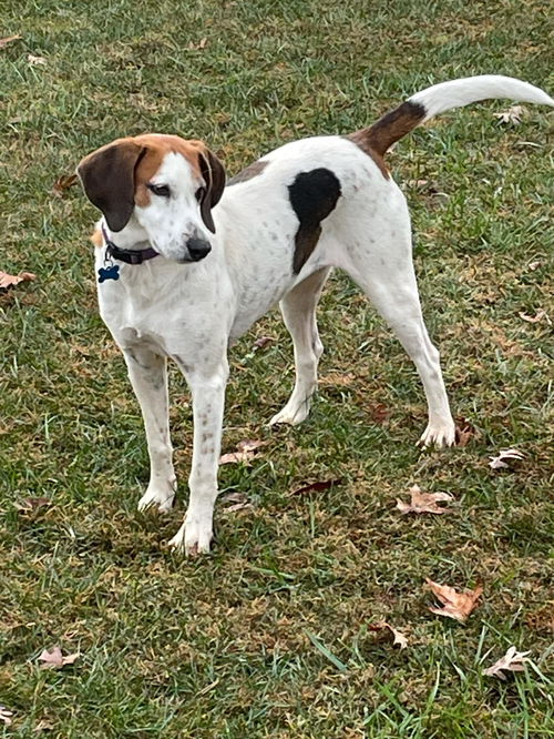 Snow White Hound. Not at shelter (Susan)