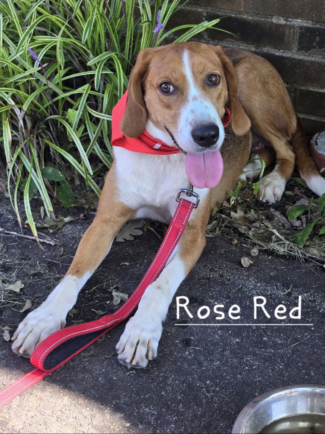 adoptable Dog in Rustburg, VA named Rose Red: At the shelter