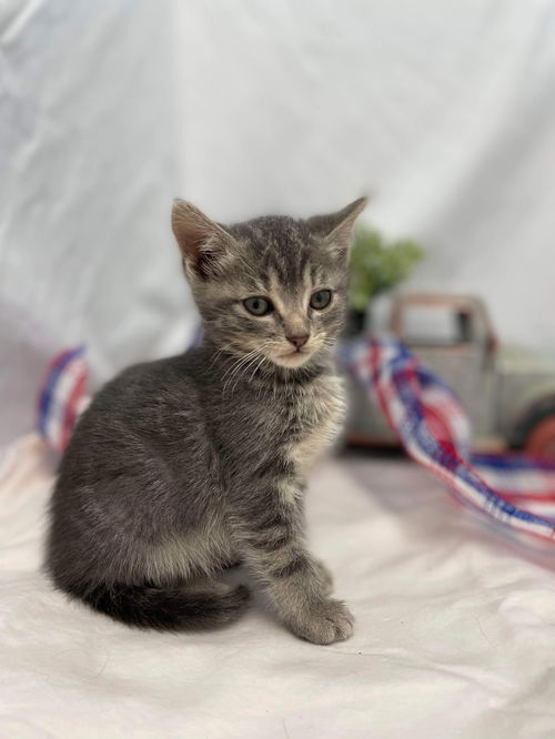 Cassian: Visit at Seven Hills Vet Office in Forest