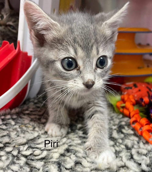 Piri: Not At the shelter