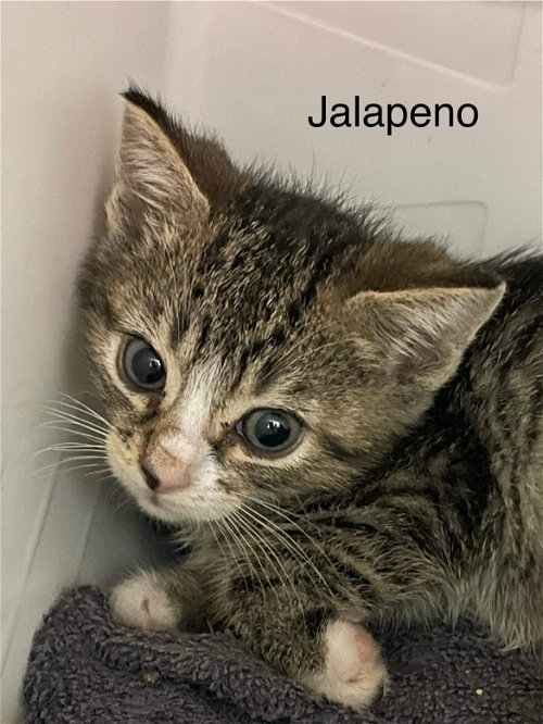 Jalapeño: At the shelter