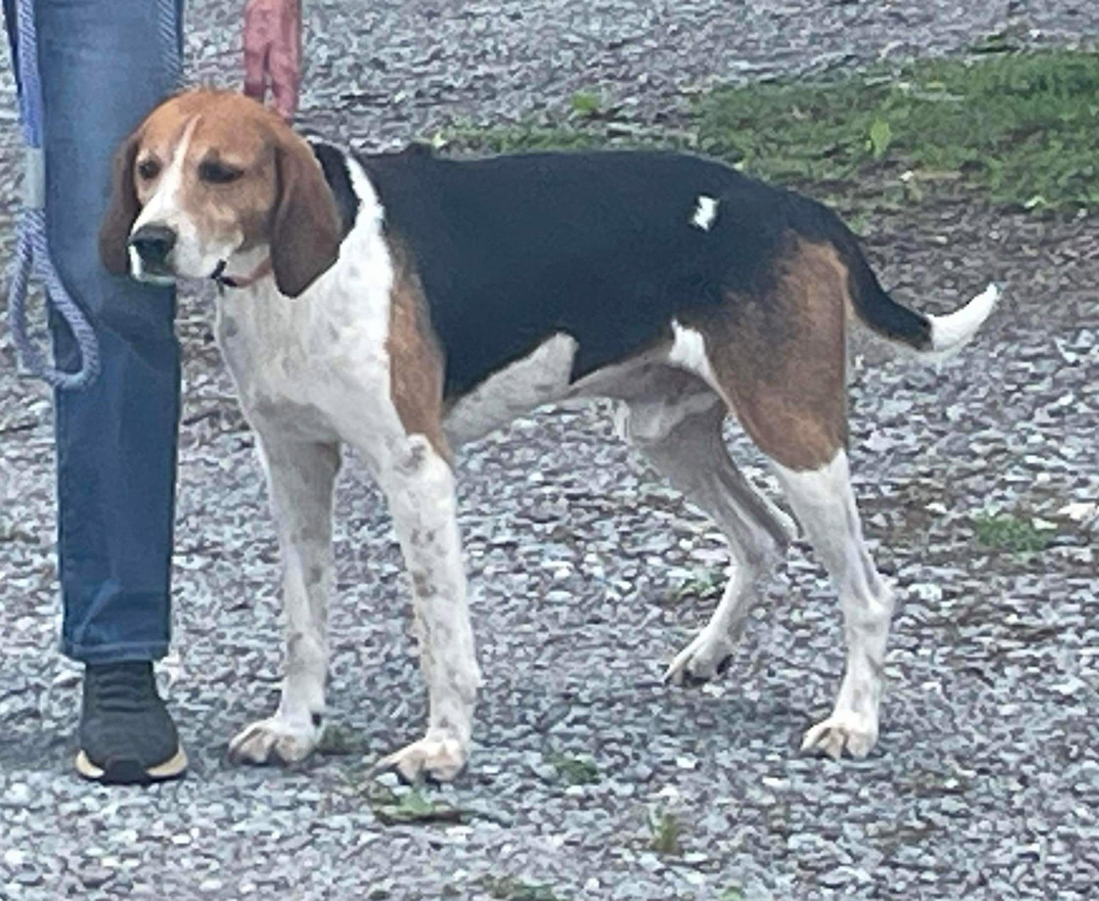 Dog adoption in Rustburg, VA 24588 Foxhound (short coat) Dog "Cowboy